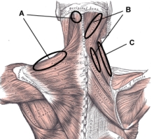 neck-and-shoulder3