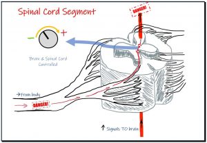 Spinal cord signal